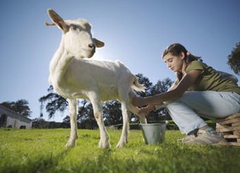 keçi sütü faydaları