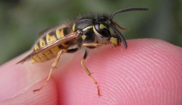 arı sokmasına ne iyi gelir