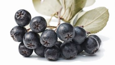 aronia bitkisi fidanı, aronia meyvesi faydaları